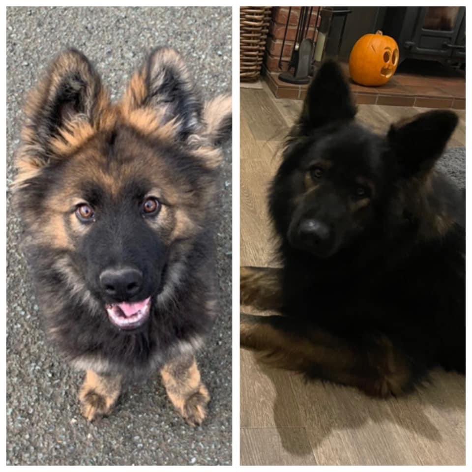 The big lad has changed a bit in 2 years . 🐺
