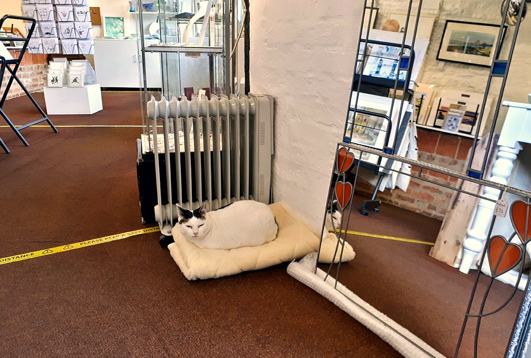 HayrackGallery's tweet photo. It didn't take someone long to realise the heaters were on today, nice comfy blanket too.
@OldDairyFarmNN7 #CatsAtWork #shoplocal #odf35 https://t.co/ZSdGsyXhxZ