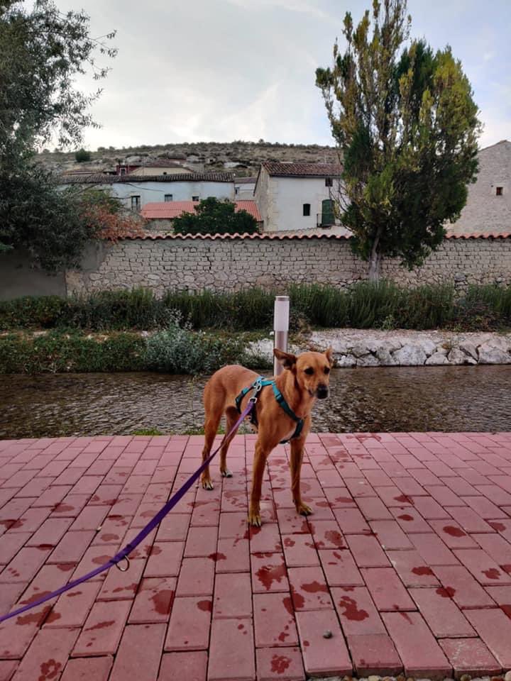 defaniva_'s tweet photo. Zeta adoptada
#AdoptaNoCompres #AdoptaYSeFeliz
#AdoptaYSalvaUnaVida
#AdopcionResponsable
#Defaniva
#Valladolid
#VidaPerra https://t.co/KP8HISTbAq