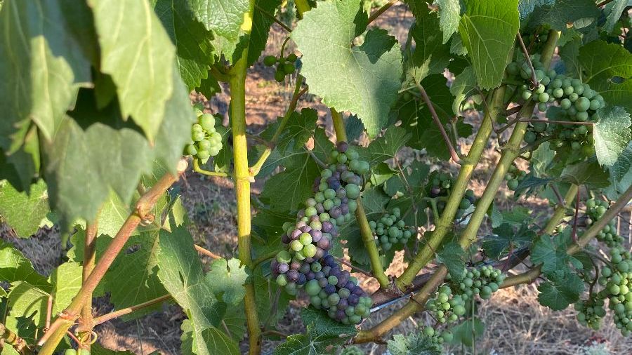 November Harvest Recap &amp; Vineyard Updates - mailchi.mp/20ae9f300cc0/n…