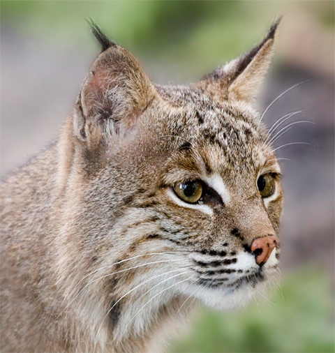 love giving miqote different types of ears. m'naago gets bobcat ears