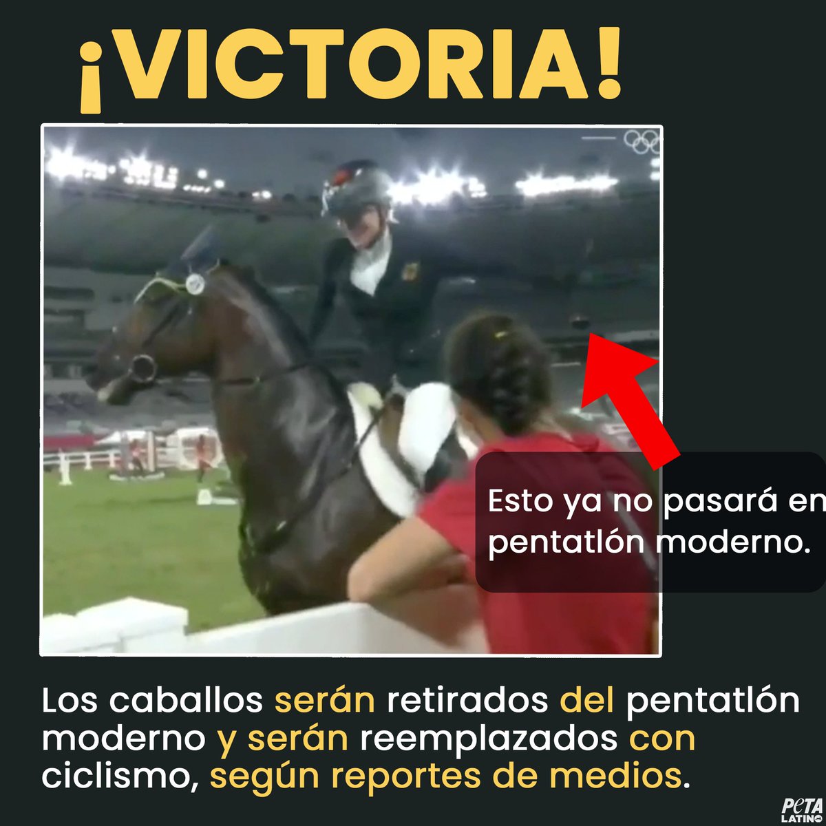 PETA_Latino's tweet photo. ¡UNA VICTORIA OLÍMPICA PARA LOS CABALLOS!

¡Tras ser contactada por PETA, la UIPM votó para reemplazar el salto a caballo del pentatlón, con ciclismo! Esto llega después del video viral de una entrenadora GOLPEANDO a un caballo aterrado en las olimpiadas de Tokio @Olympics. https://t.co/9NUOgSZsNg