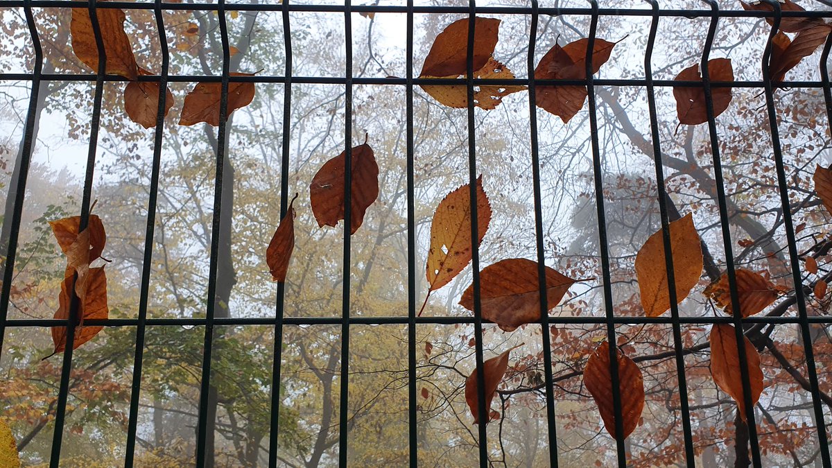 IkaKarl's tweet photo. catcher in the wind -
my fall herbarium
keeps growing
#haiku #haiga #photohaiku #fallhaiku #micropoetry https://t.co/zrKpXwASZ1