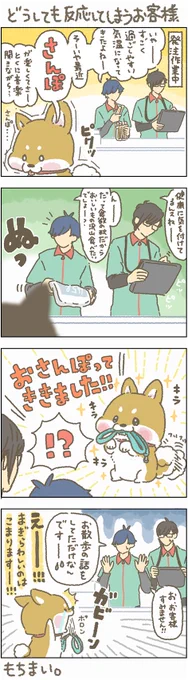 朝のお散歩、気持ち良くて困ります～
#もちもち #お客様困ります #アルバイト #コンビニ #お散歩 #柴犬 