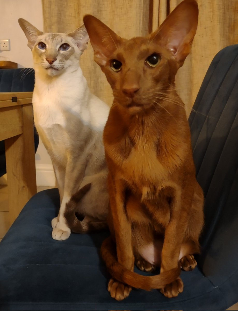 jolenehunter's tweet photo. We both feel like we need more #Tuna🐟🐟🐟 #Intervention #WheresWalter🐒 #JessiePinks🐯 #JudgingCat #CatsOfTwitter #catsofinstagram @Diablo_Siamese https://t.co/Hvklej8Ys5