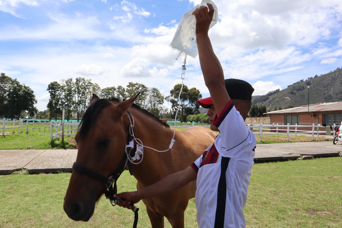 COL_EJERCITO's tweet photo. Los alumnos del Curso de Enfermeros de Ganado Caballar de la Escuela de Unidades Montadas y Equitación de @CEMILEJC, con la @UCooperativaCol, avanzan en su proceso de capacitación, con el fin de fortalecer las unidades montadas en todo el territorio nacional. 

#FeEnLaCausa https://t.co/S2sXoqGKXB