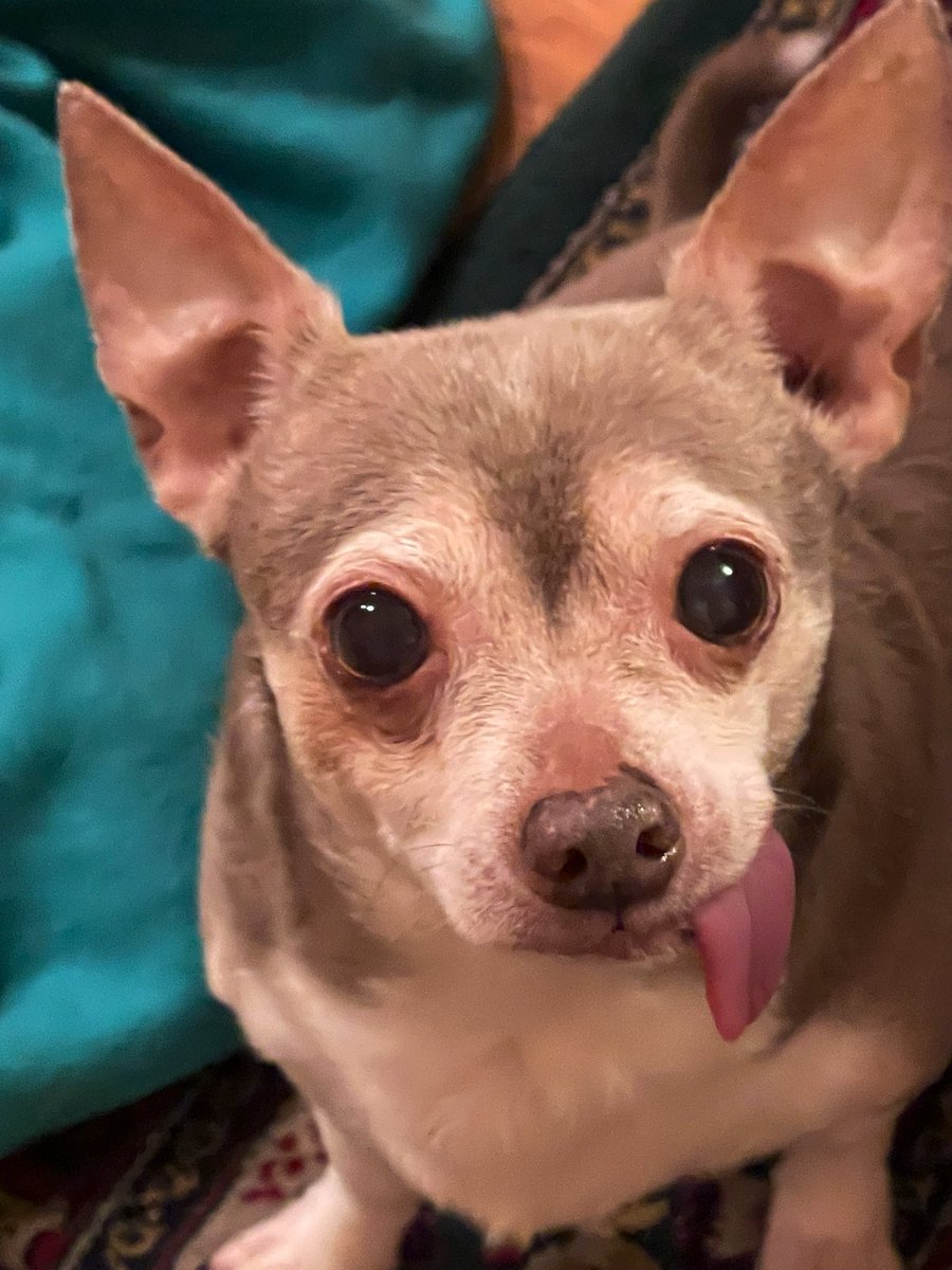 #Chihuahua #dogs Just couldn’t resist sharing this almost 14 yr. old . Isn’t he the cutest!!!