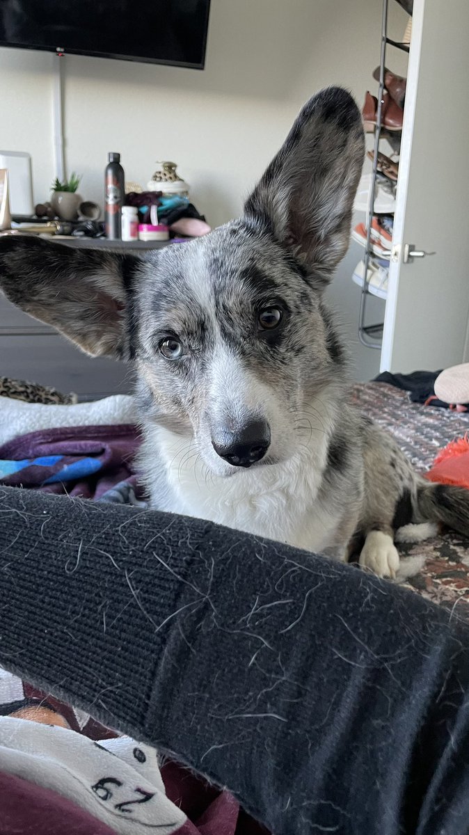 judesmittyy's tweet image. Took a nap wearing my black cardigan, woke up with a white cardigan 😑 #corgiproblems