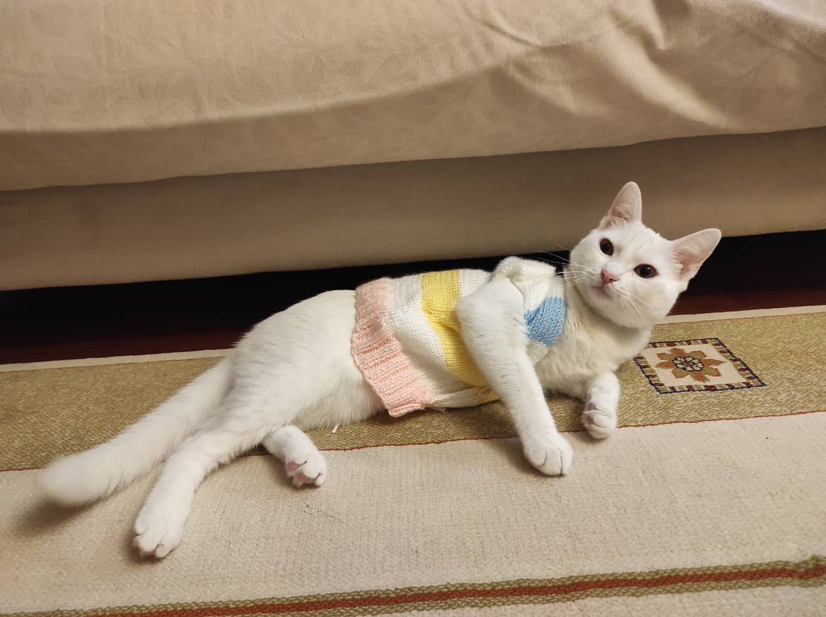 Kedime yelek ördüm 😍 #Loki