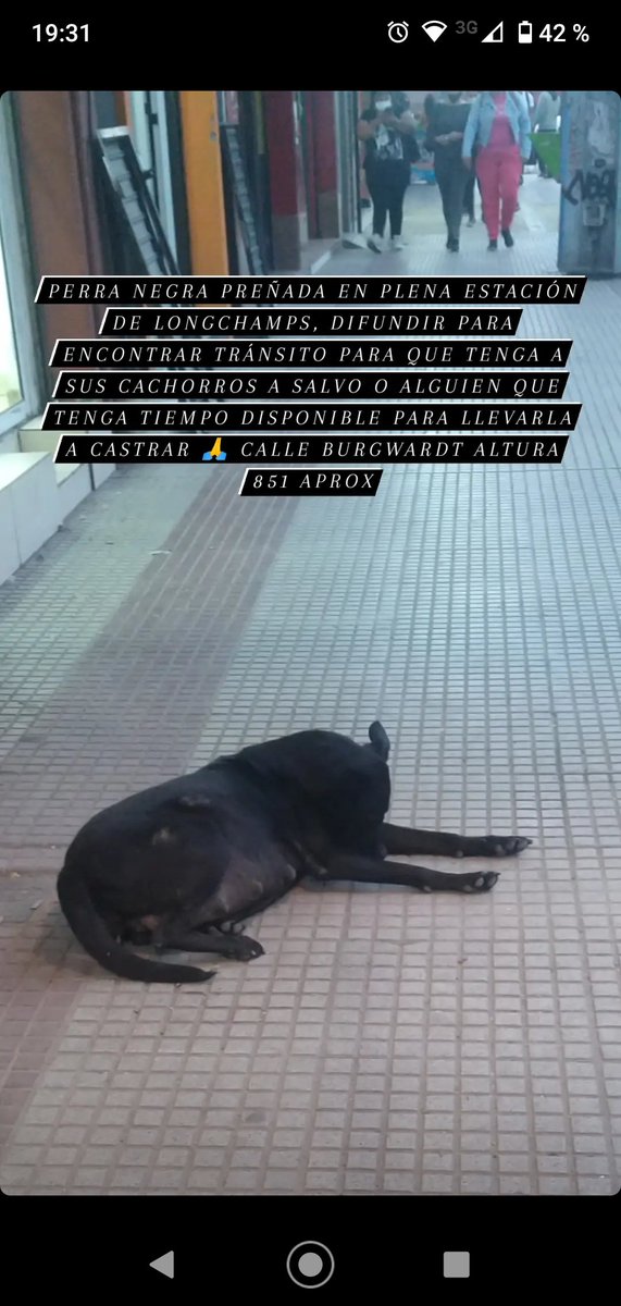 CaninoCorazon's tweet photo. Perra negra preñada en plena estación de longchamps, difundir para encontrar tránsito para que tenga a sus cachorros a salvo o alguien que tenga tiempo disponible para llevarla a castrar 🙏 calle burgwardt altura 851 aprox https://t.co/5AS5sTtNBL