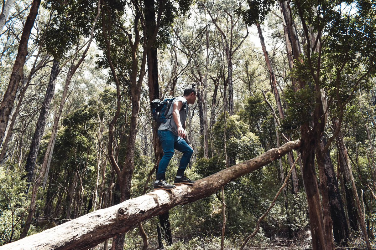 Capturing the moment I attempted to climb a fallen tree just after the storm here in Melbourne. #hiking #NaturePhotography #photography