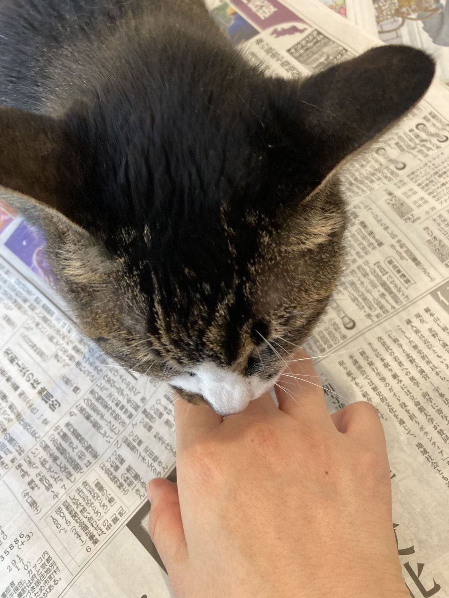 Aiko S Optimal Today