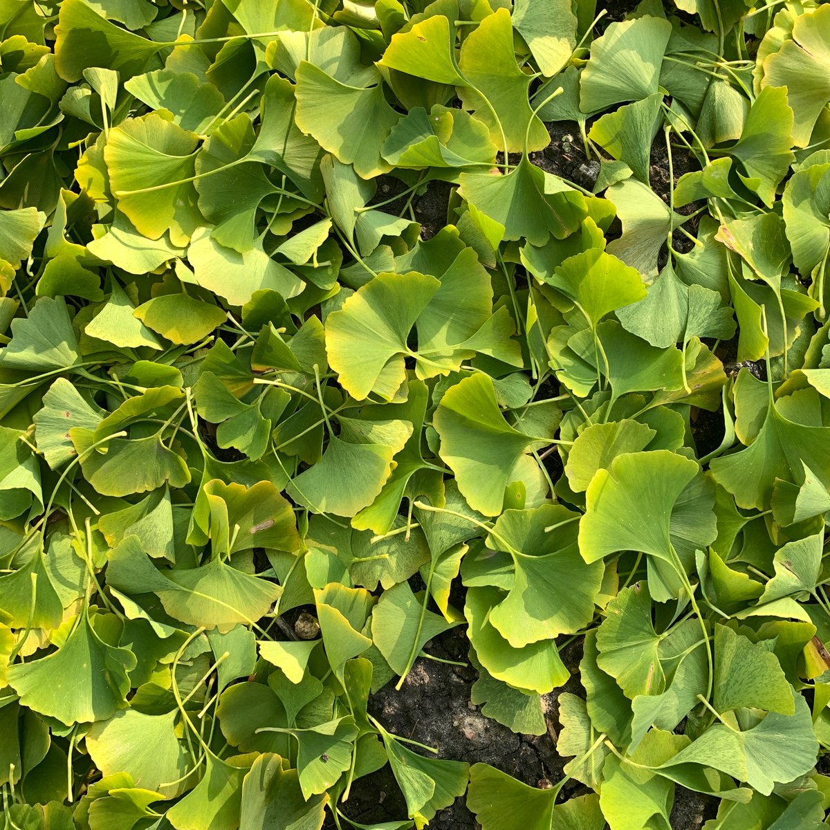 alliepleiter's tweet photo. One frosty night and the ginkgo trees drop half their leaves. #fall #ginkotrees #signsoftheseasons https://t.co/dDZ9AGiF1y