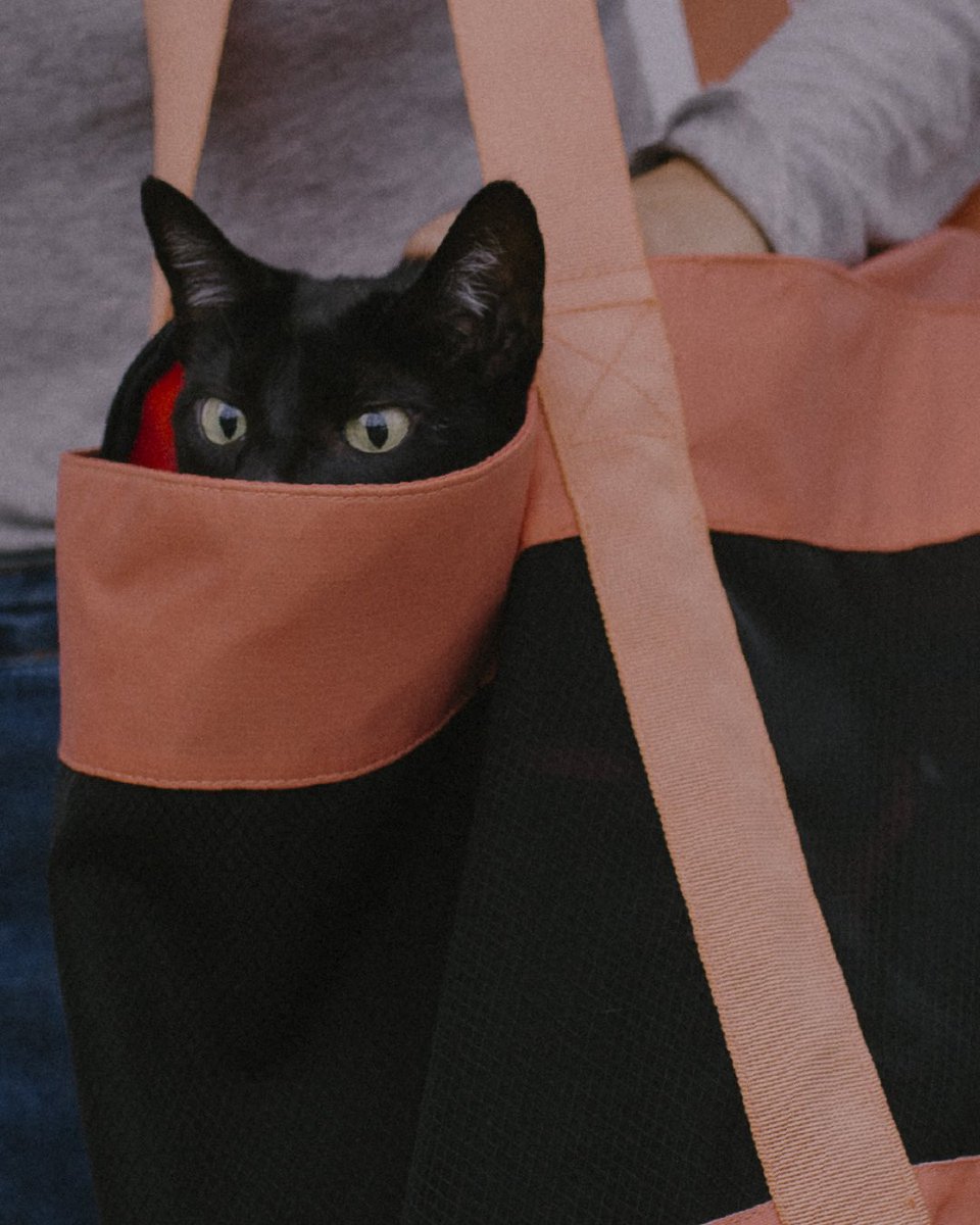 EU DISSE SIM!!!!!!! 😻😻😻❤️❤️❤️💍💍 me perguntaram se vai ter novidade na linha ZeeCat