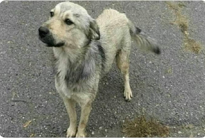 elalienbro's tweet photo. Es de mala educación no saludar a un perrito que se te acerca moviéndote la cola. https://t.co/7okFGdetJc