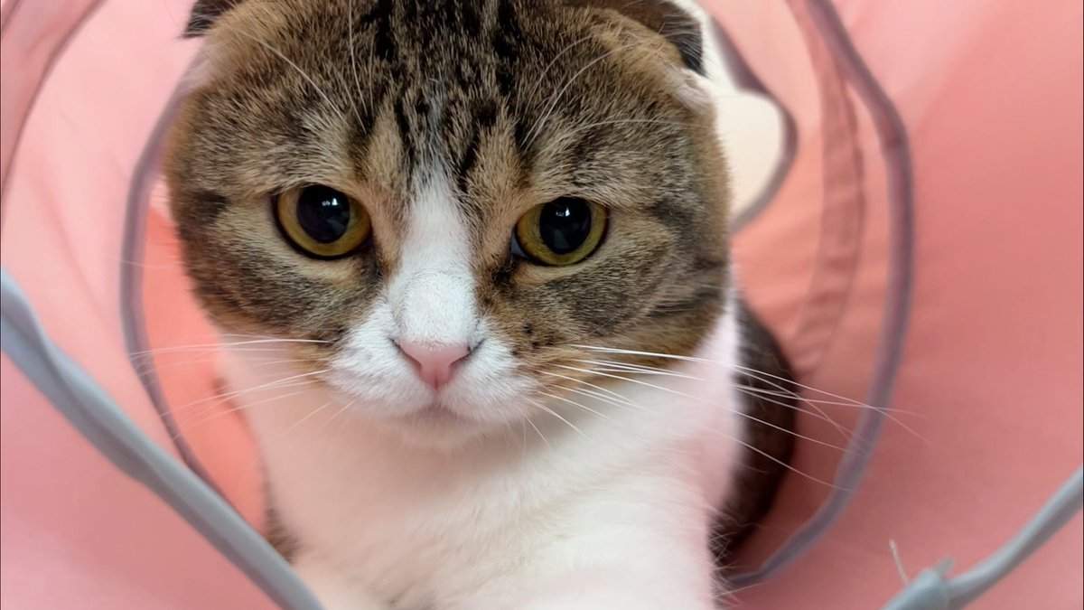 スコスコぽこ太郎ファミリー tweet media