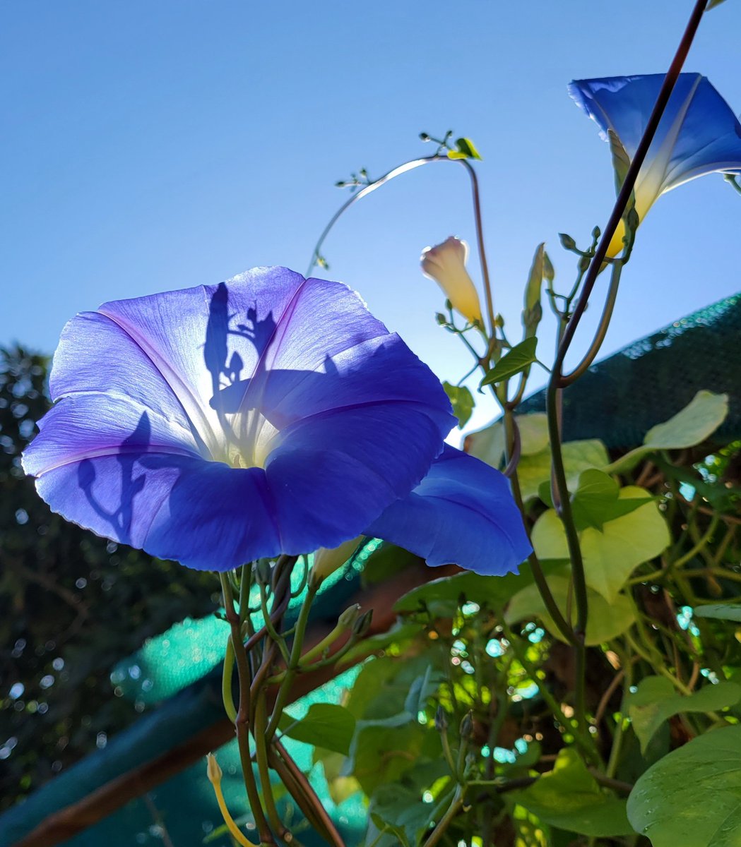 Shadows. #flowers #garden #gardening