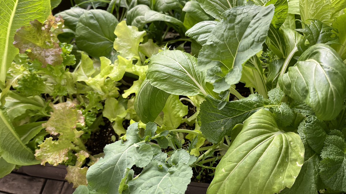 Top Tweets For レタスミックス Twstalker