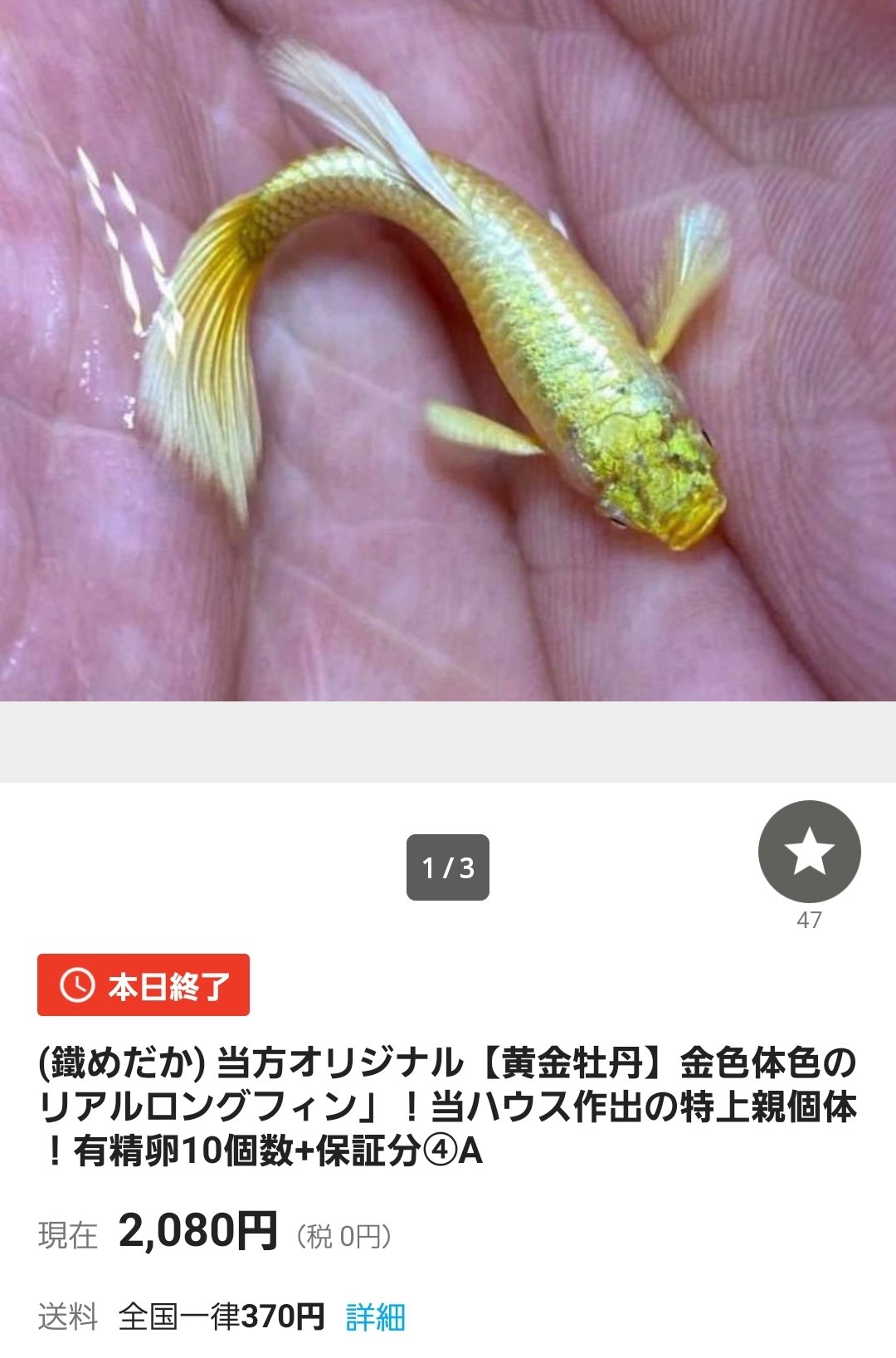 👹地獄めだか👹 على X: 