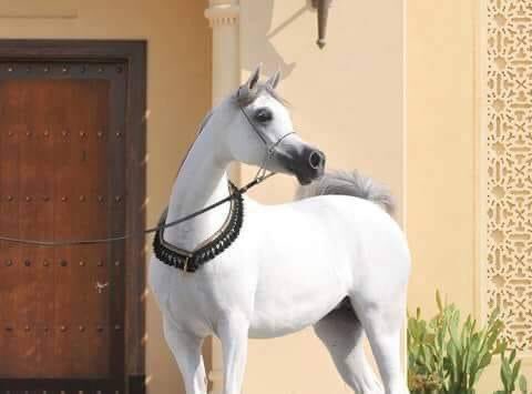 مجرد ذوق 🌻