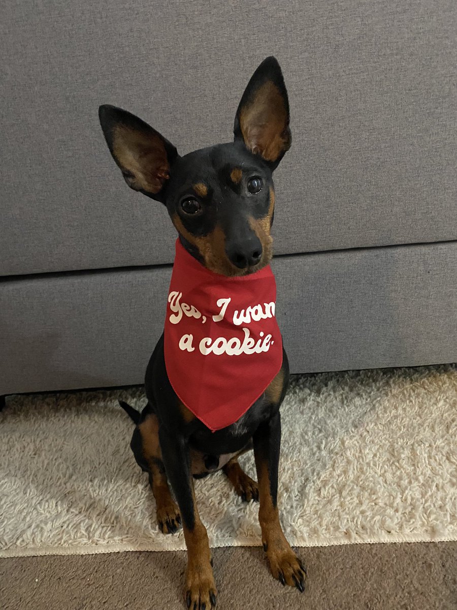 KatieJayRee's tweet photo. He wants a cookie @MyFavMurder @KarenKilgariff @GHardstark https://t.co/IpS3BZPCxv