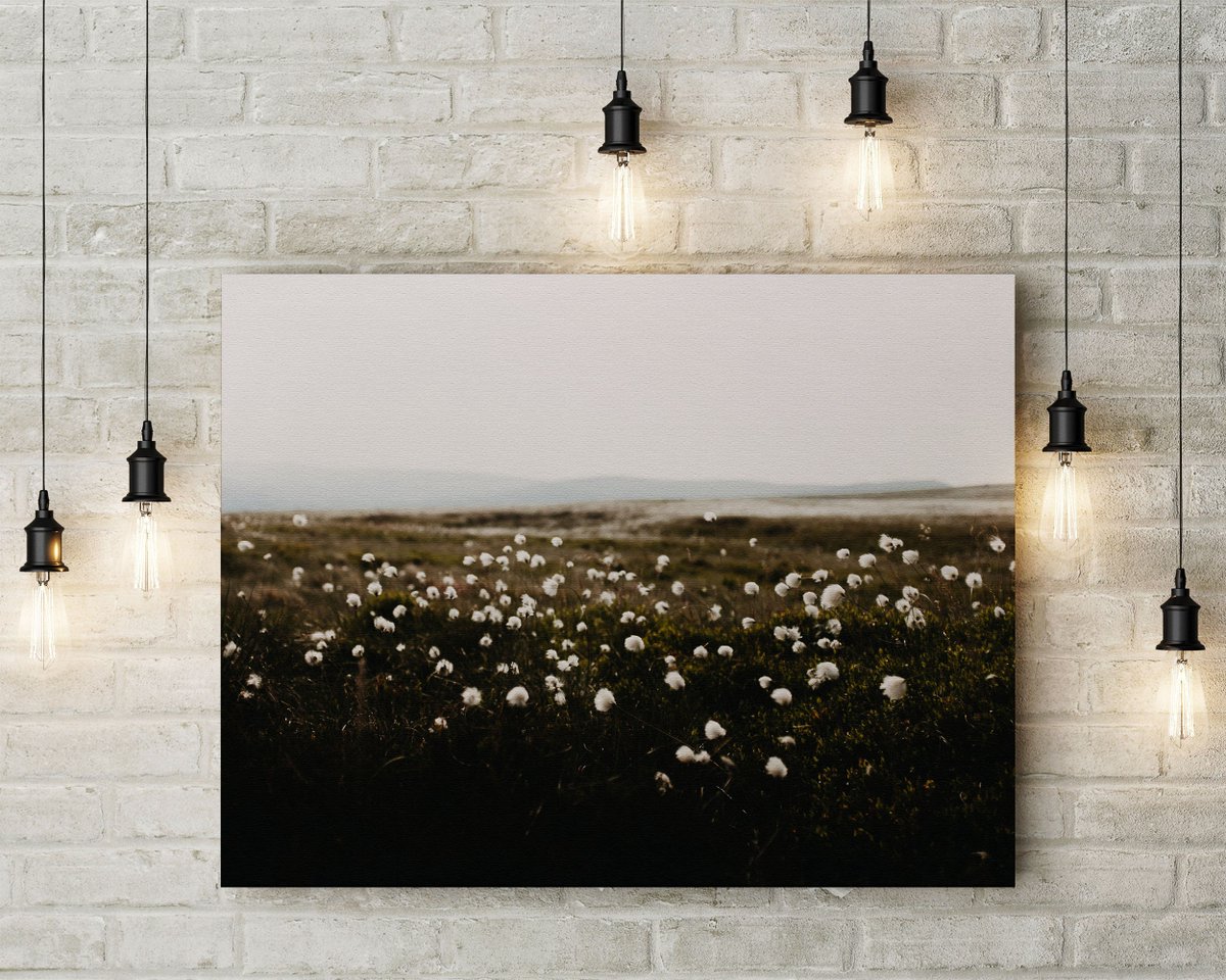 danscapephoto's tweet photo. COTTON GRASS PRINT - Calming Relaxing Nature Photography Wall Art - Canvas, Framed, Original Home Decor, Country Farmhouse https://t.co/46FBAaFQvz #HomeDecor #EtsyShop #TravelPhotography #Landscapes #NaturePhotography #WallArtForSale #LargeCanvasPrint https://t.co/znJ5cYVlde