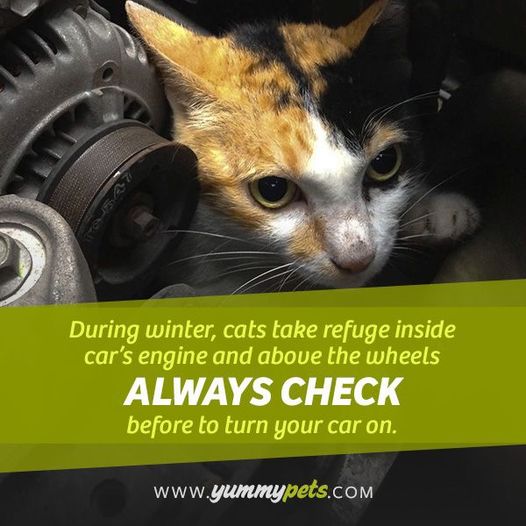 Antondub's tweet image. #EngineCheck On cold mornings there may be an animal sheltering from the weather.