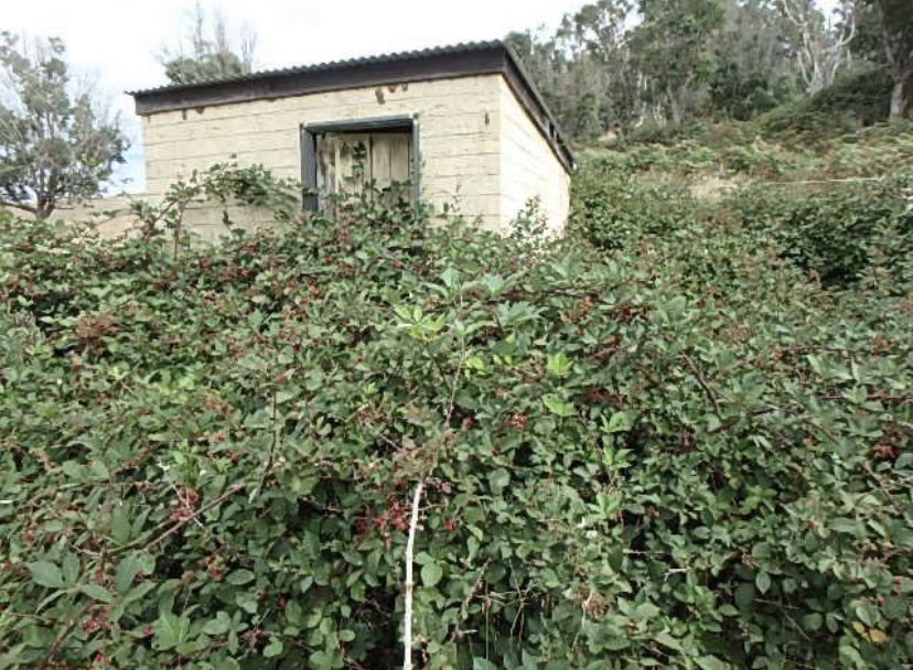 Leschenault CC (@leschenaultcc) on Twitter photo Are you struggling to control blackberry on your property? The LCC are holding a series of free landholder workshops, join us and find out how we can assist you. Head over to our FB events page for all the details and to register or email reception@leschenaultcc.org.au Are you struggling to control blackberry on your property? The LCC are holding a series of free landholder workshops, join us and find out how we can assist you. Head over to our FB events page for all the details and to register or email reception@leschenaultcc.org.au