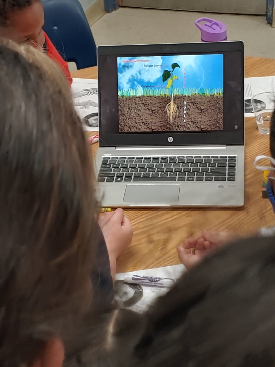 <a href="/GardenMort/">Mort Elementary’s Garden Club</a> was packed full of learning and fun today @MortElementary! #gardengnomies researched, planted, &amp; tasted, followed up by some BAT trivia! <a href="/sturgeonsquad/">Shannon Sturgeon</a> <a href="/ProfeLlerena/">Ms.Llerena</a> <a href="/HCPSElemScience/">HCPSElemScience</a> We are looking forward to determining the germination rate of our Desert Rose seeds.