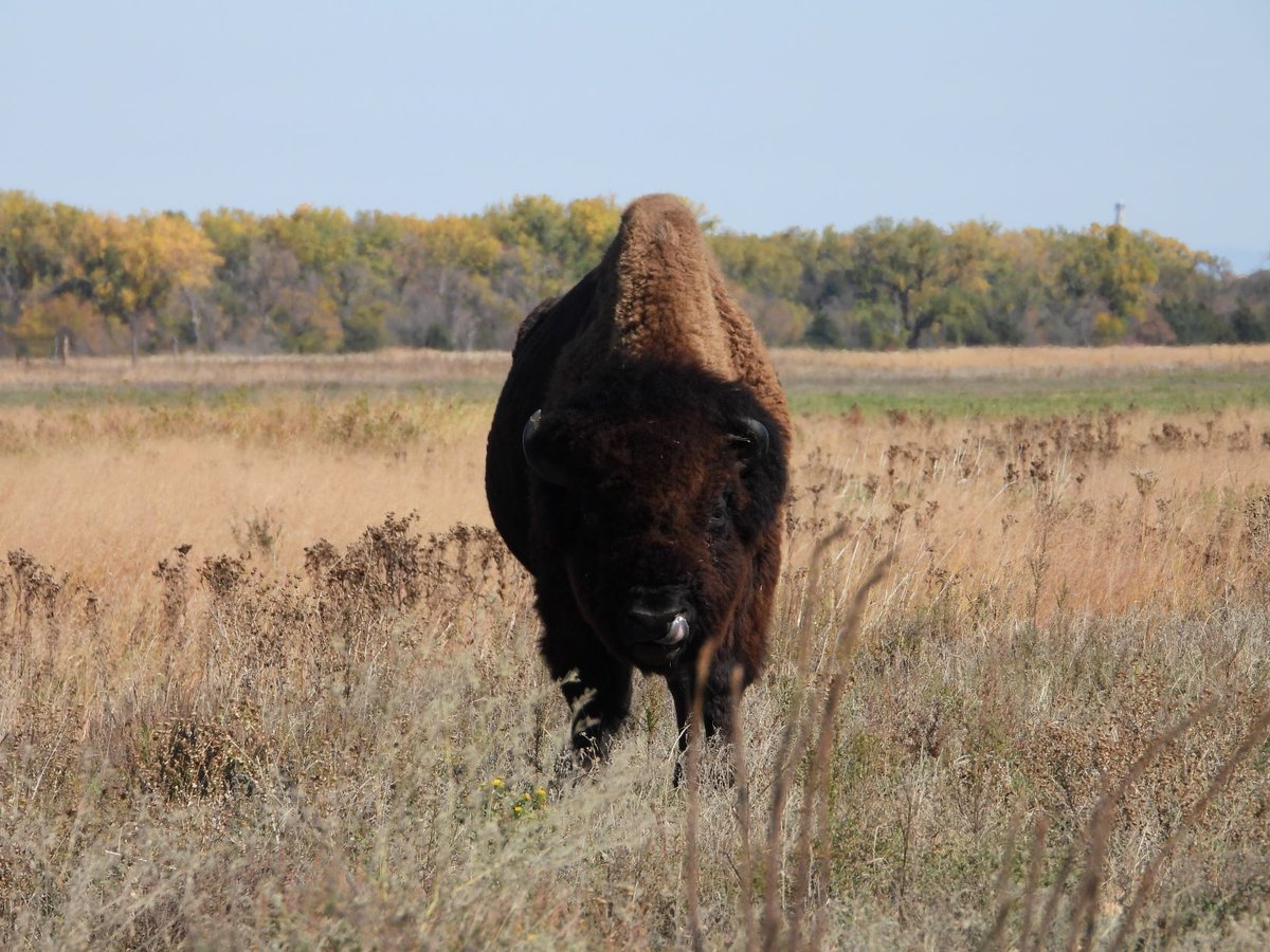 It's National Bison Day! We are approaching 7 years of bison roaming the Crane Trust property. What started as a herd of 40 animals has grown to 150, including this year's new calves.