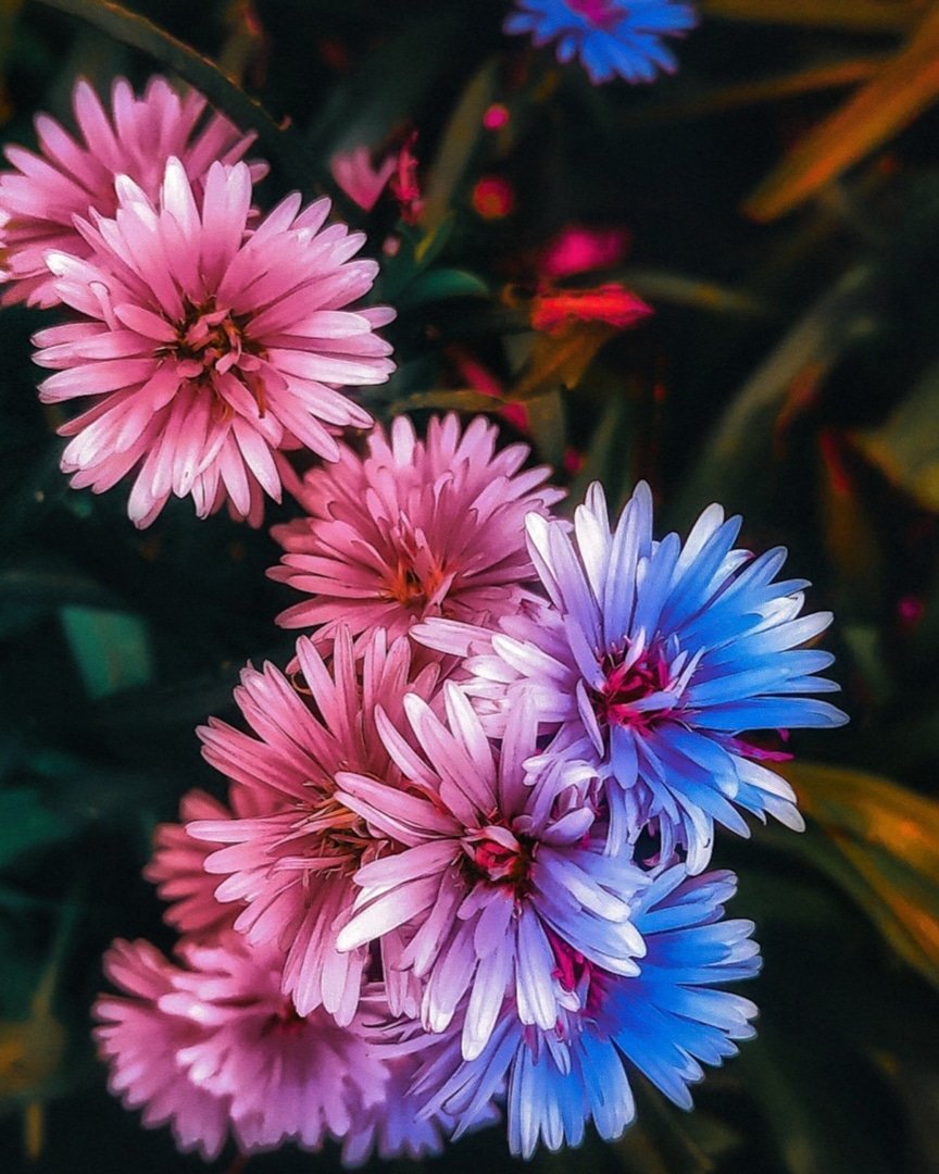 ven2vie's tweet photo. "When you color my heart"
📱 Samsung Galaxy S10 lite
#withGalaxy 
@samsungID 
#samsungmembers https://t.co/ZFyjLohQ30