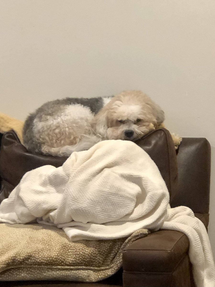 JenKBernstein's tweet photo. What am I going to do with you, Scout? #RescueIsMyFavouriteBreed #descendedfromwolves https://t.co/QcKlqc6eKE