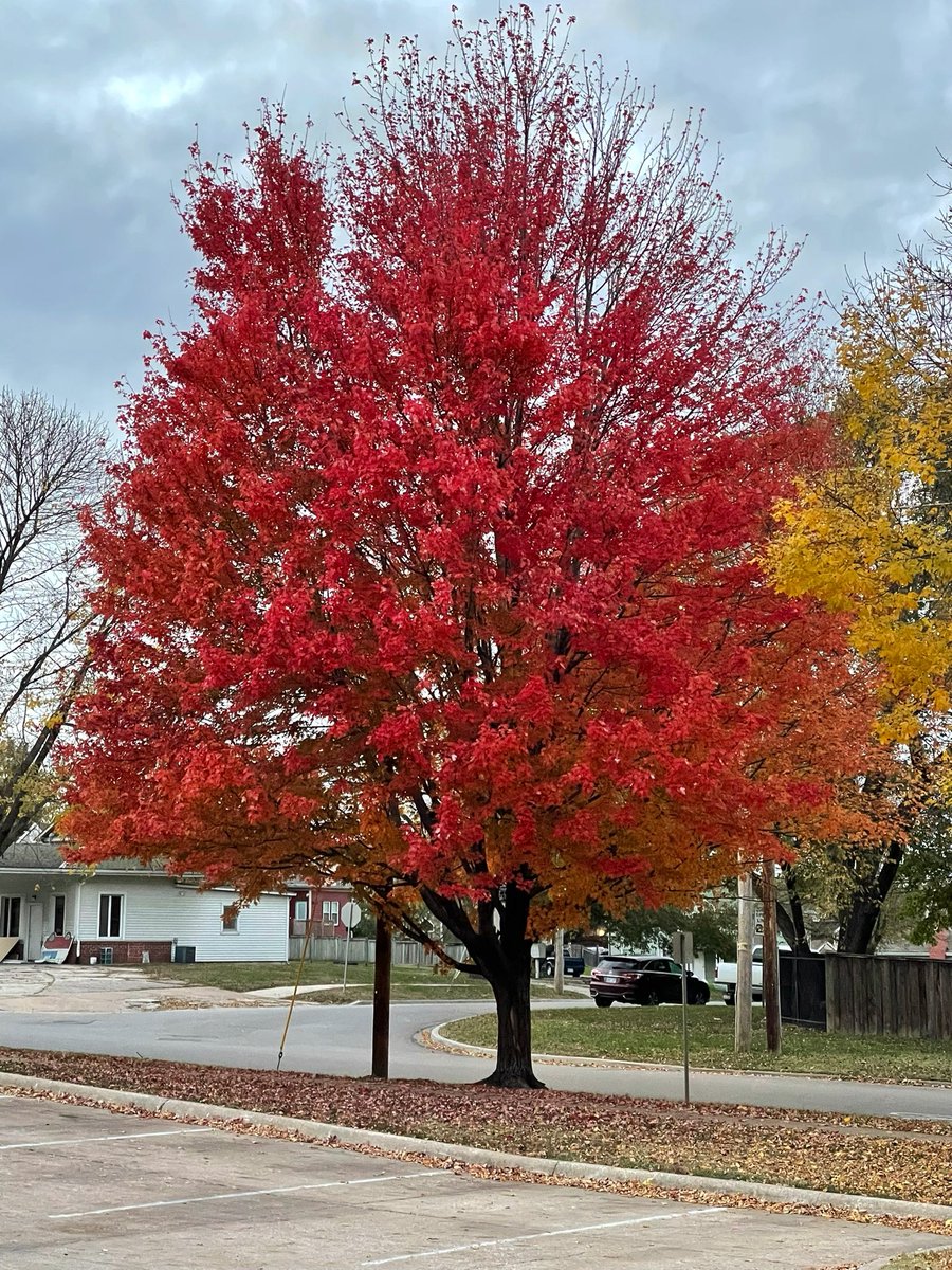 larryvillelife's tweet photo. A gray evening walk around OWL but the foliage is popping. #fallfoliagewars https://t.co/xyo1F4dXqS