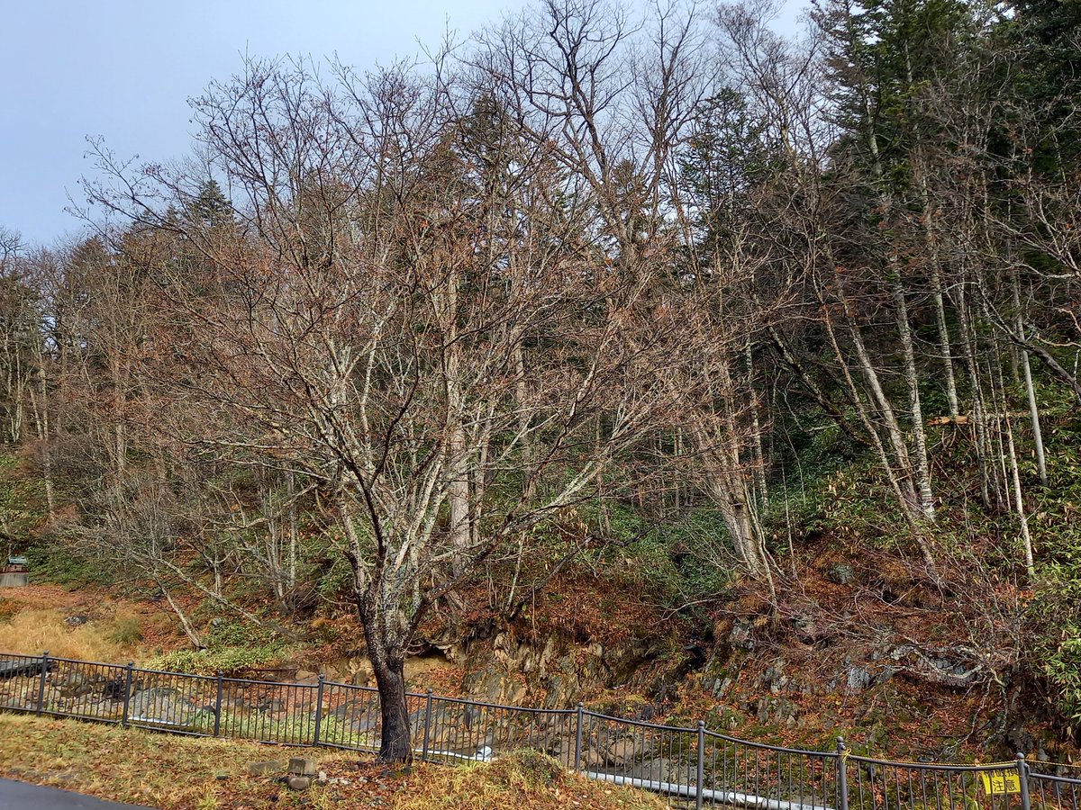 ゆっくり解説 ガイドに見捨てられ次々倒れていく登山者 史上最悪の夏山遭難事故 トムラウシ山遭難事故 山男チャンネル