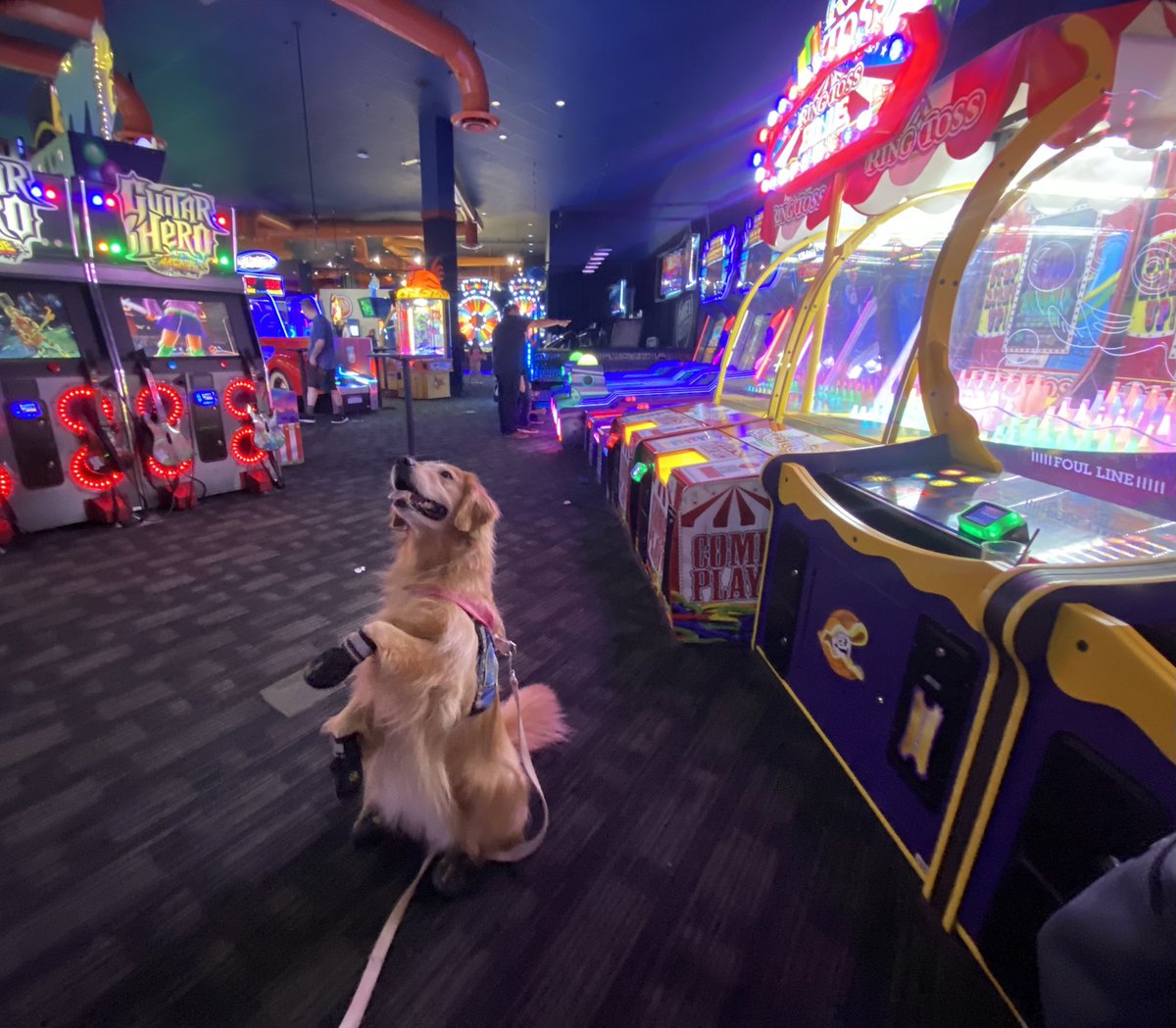 HachikoSBeans's tweet photo. Successful Birthday and visit today! Dave and Busters was a blast! #therapydog #Wednesdayvibe #daveandbusters #halfpricewed https://t.co/fXqqtO6b2U