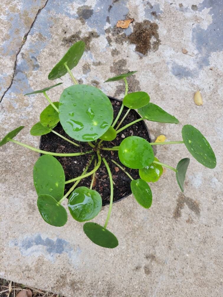 missashleeeeee's tweet photo. Excited to share the latest addition to my #etsy shop: Chinese Money Plant/Pilea Peperomioides 
https://t.co/LXz0J0iiLq
#beausplantshop #beauty #christmas #holiday
#chinesemoneyplant #moneyplant #houseplant
#plantlover #giftideas #pilea #newsmallbusiness https://t.co/vMX7M2EU4T https://t.co/Or2OPwnxUv