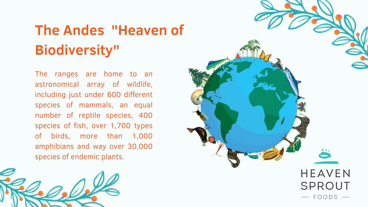 HeavenSproutInc's tweet photo. Ecuador's Heaven of Biodiversity

#planet #biodiversity #Ecuador https://t.co/7iTFiWXw7T