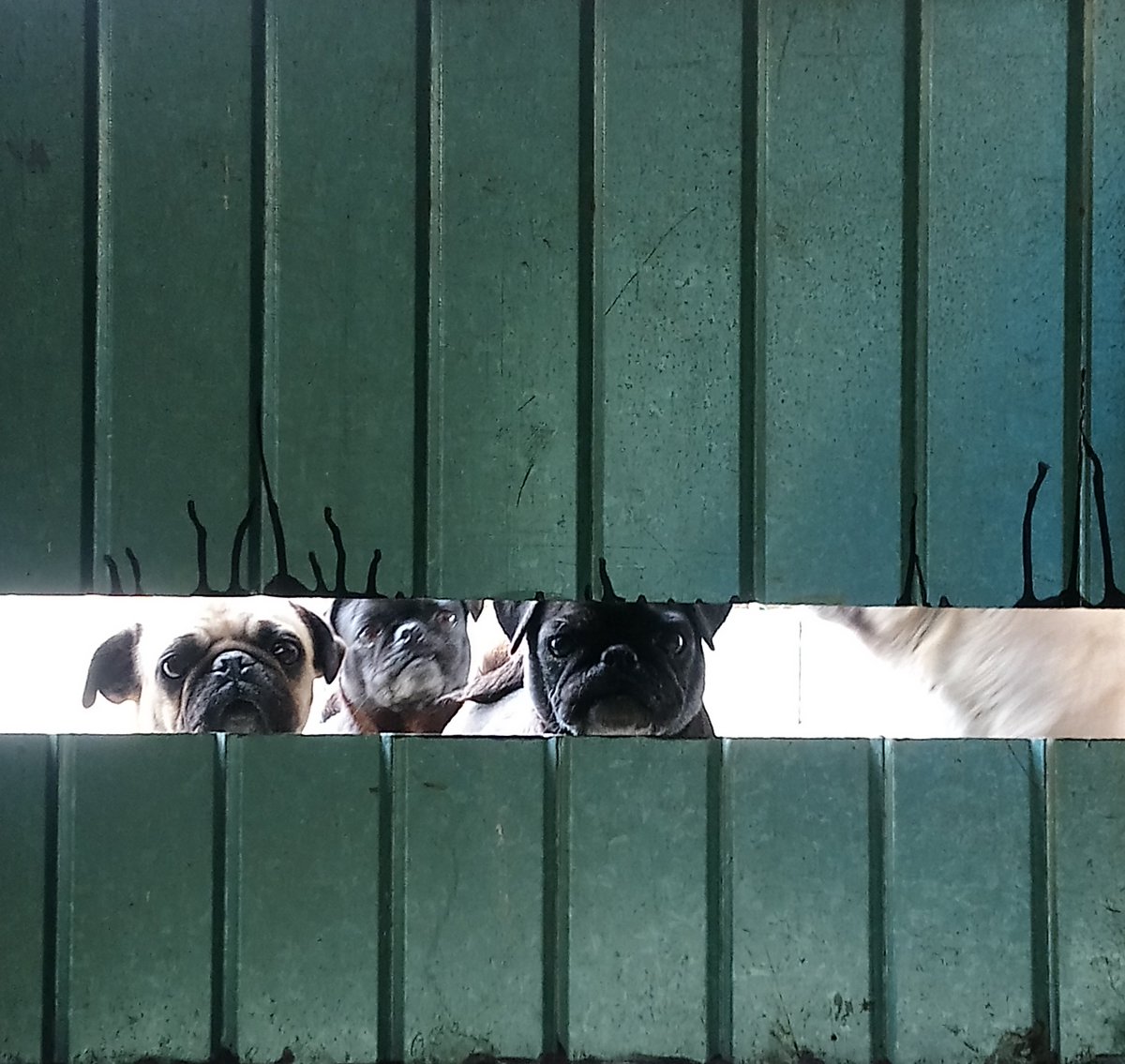 harpistbaritone's tweet photo. Acosadores caninos
#pugmafiagang #pug #pugs #puglife https://t.co/sAsWTC4NUz