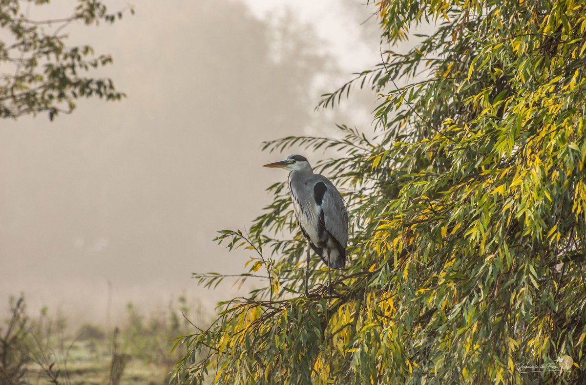 VeronicaJoPo's tweet photo. And all the lives we ever lived and all the lives to be are full of trees and changing leaves. ~ Virginia Woolf

Heron by the river Great Ouse in Ely. https://t.co/CzrHm86Aqg