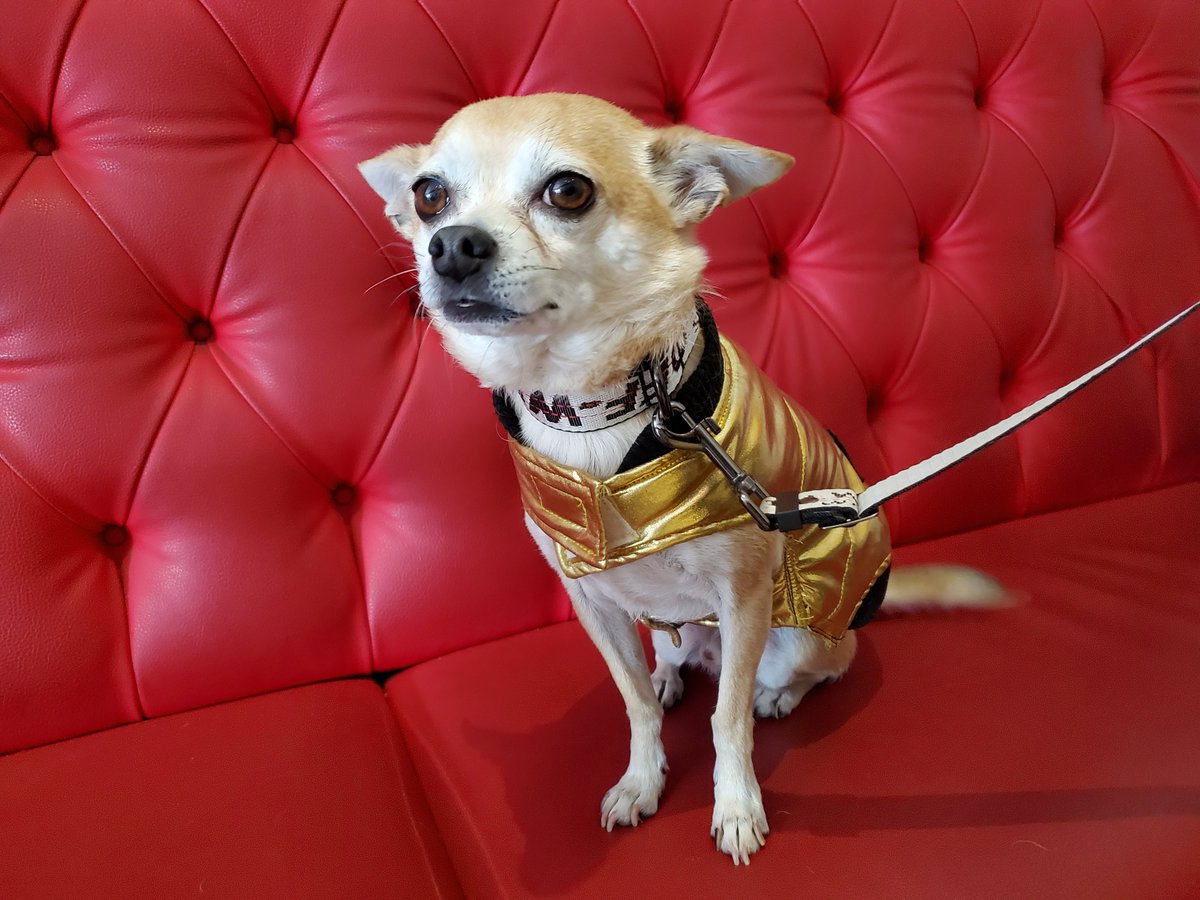 Dogs of Montreal tweet media