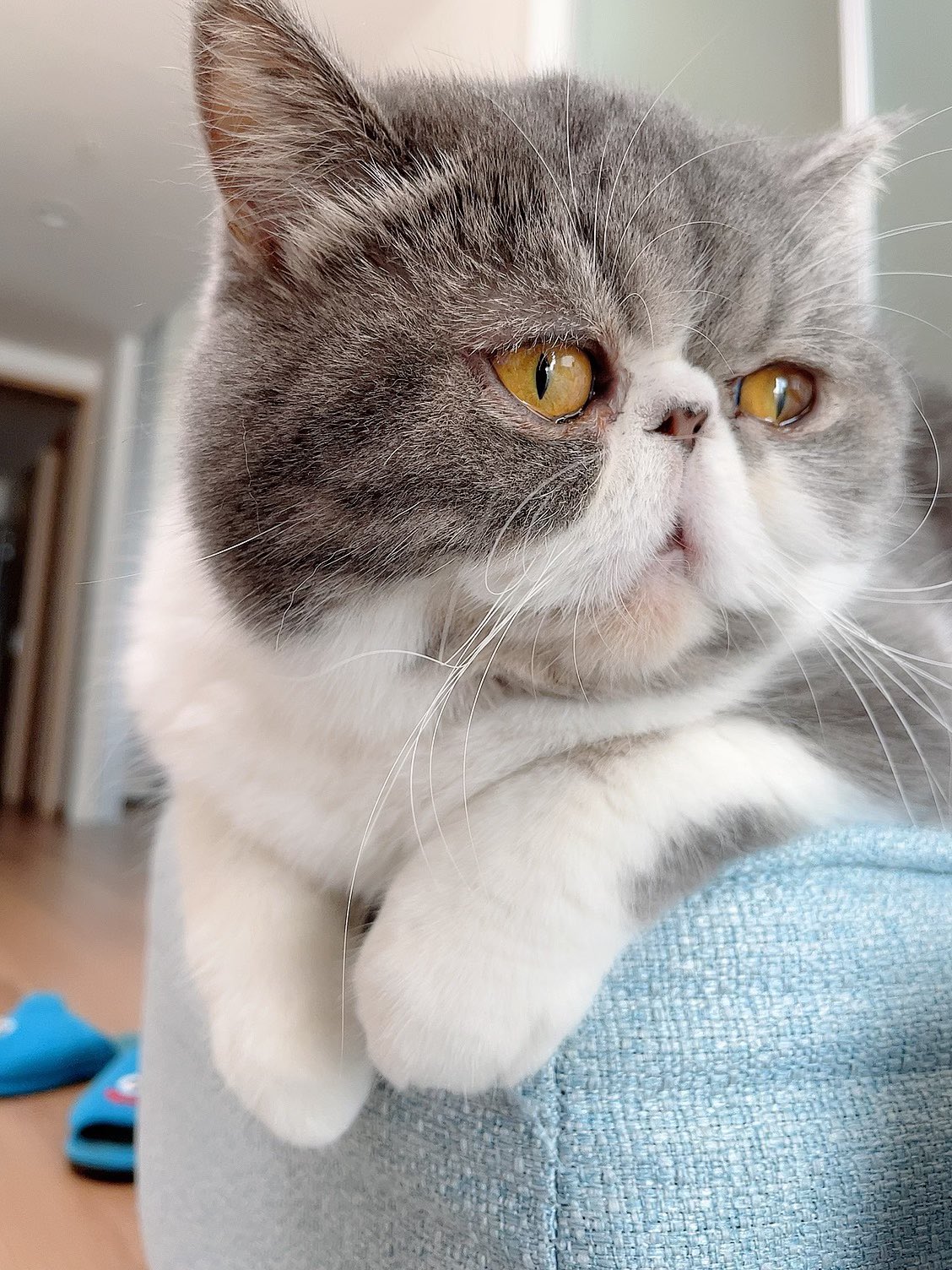 こめっと 化粧してると後ろからちょっかい出してくるこめっととそれに構って遅刻しそうになる私 エキゾチックショートヘア 猫好きさんと繋がりたい T Co 2dkba4jh0f Twitter