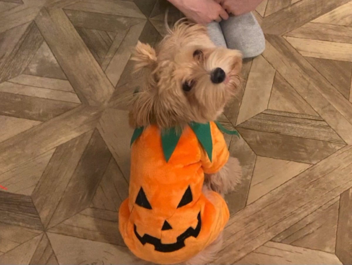 Trick or dog treat!