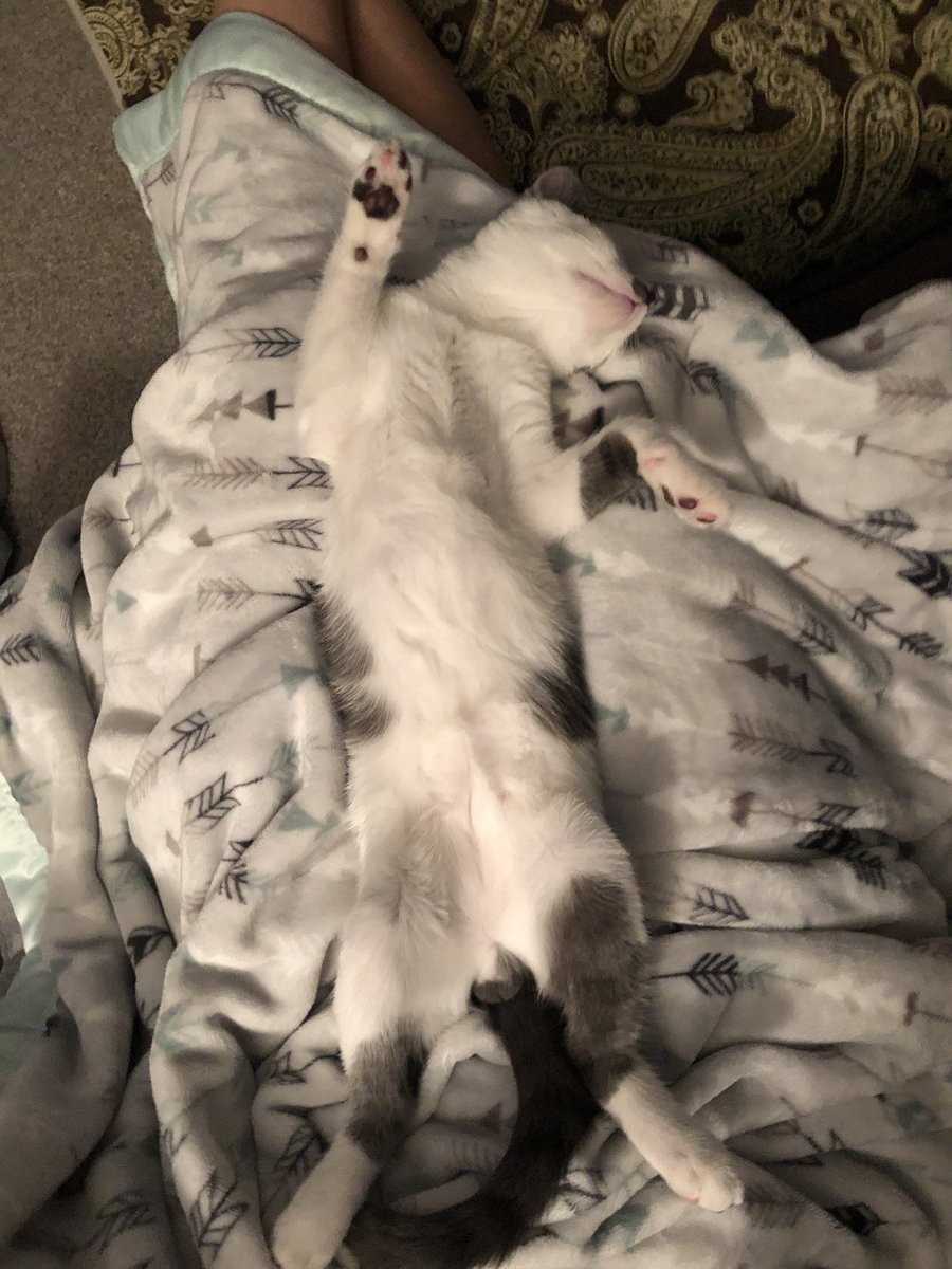 Jillian_Driver's tweet photo. Anyway, whenever I have a bad day i just look at this pic of my kitty sleeping &amp; it makes me feel better ❤️‍🩹 https://t.co/9LJjqOaFLH