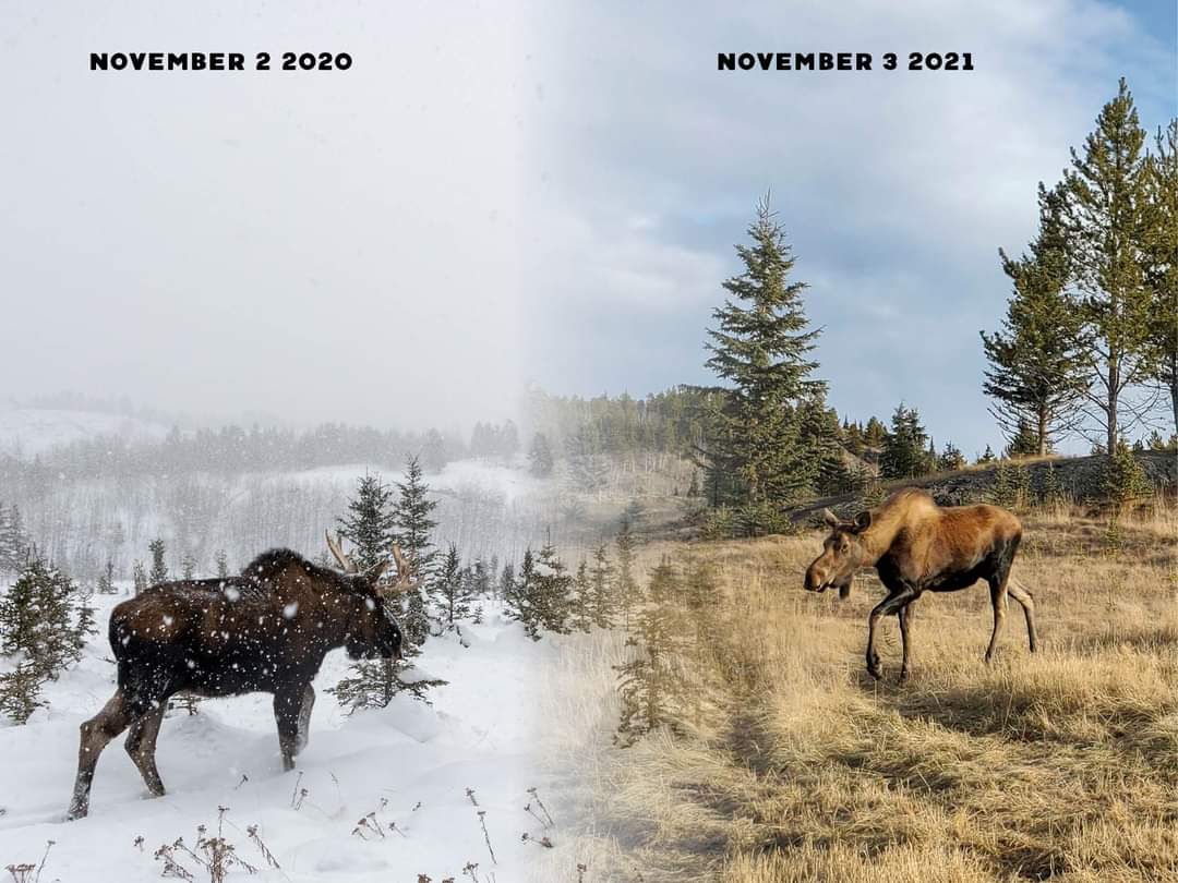 You moose be wondering where all the snow is? We sure are!

#YukonWildlife #ForeverFall #WheresWinter #FaceToFaceWithTheNorth