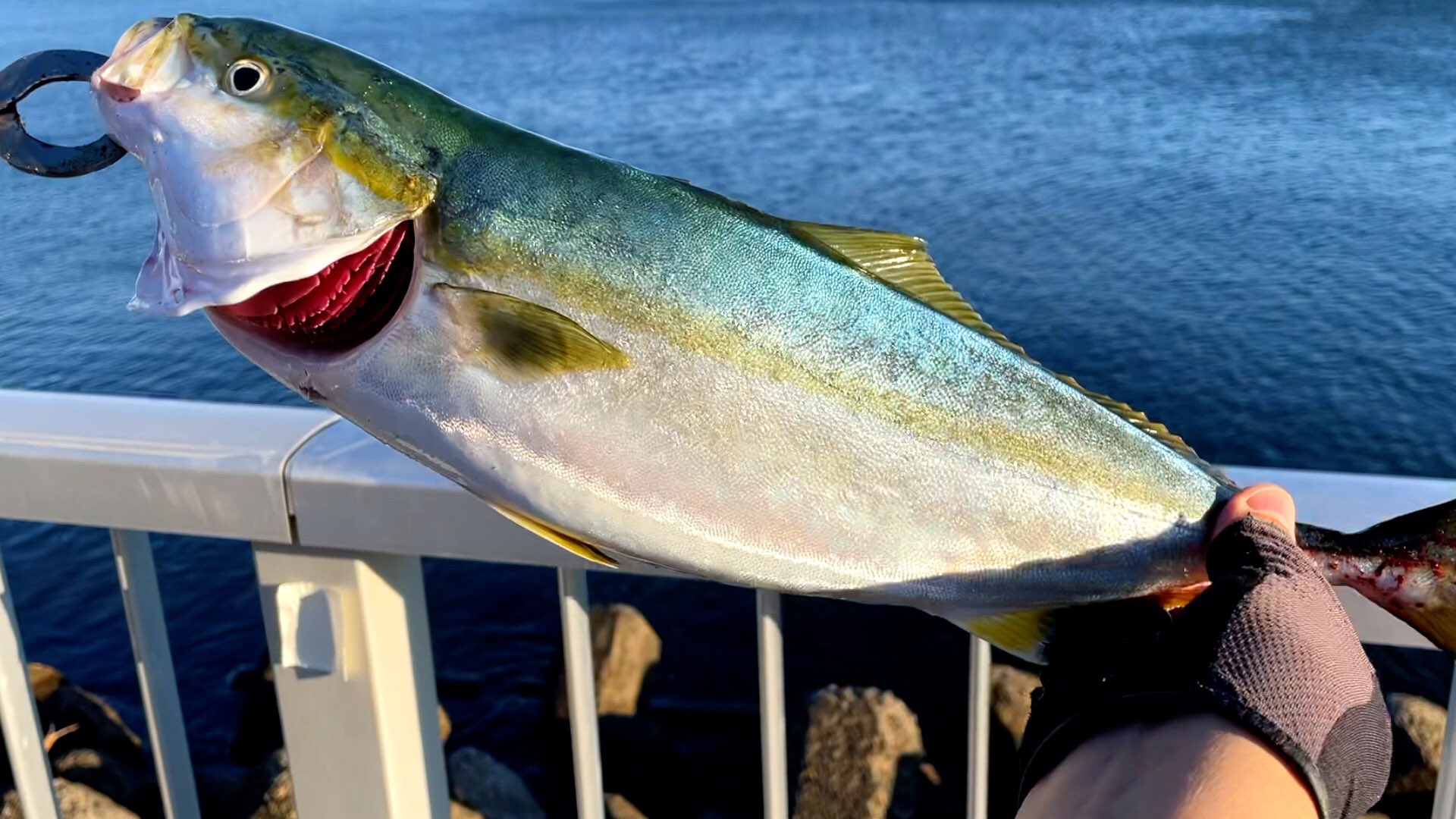 Tokyo Bay Gangs 高洲海浜公園で青物釣れてます ワンオクで青物回遊しています やるなら今ですよー おすすめルアーは30gのタングステンのメタルジグ 遠投して早巻きでドン イナダ 青物 湾奥 高洲海浜公園 T Co Rzepweulmn T