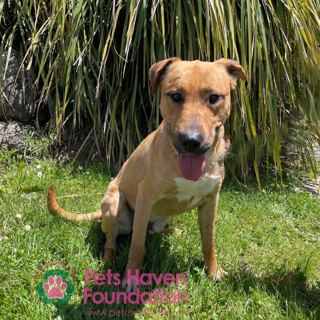 petshaven's tweet photo. Come and make me smile! 
Read more about Mac here: https://t.co/f0OwTIMPHb https://t.co/2ZZlqvhwkz