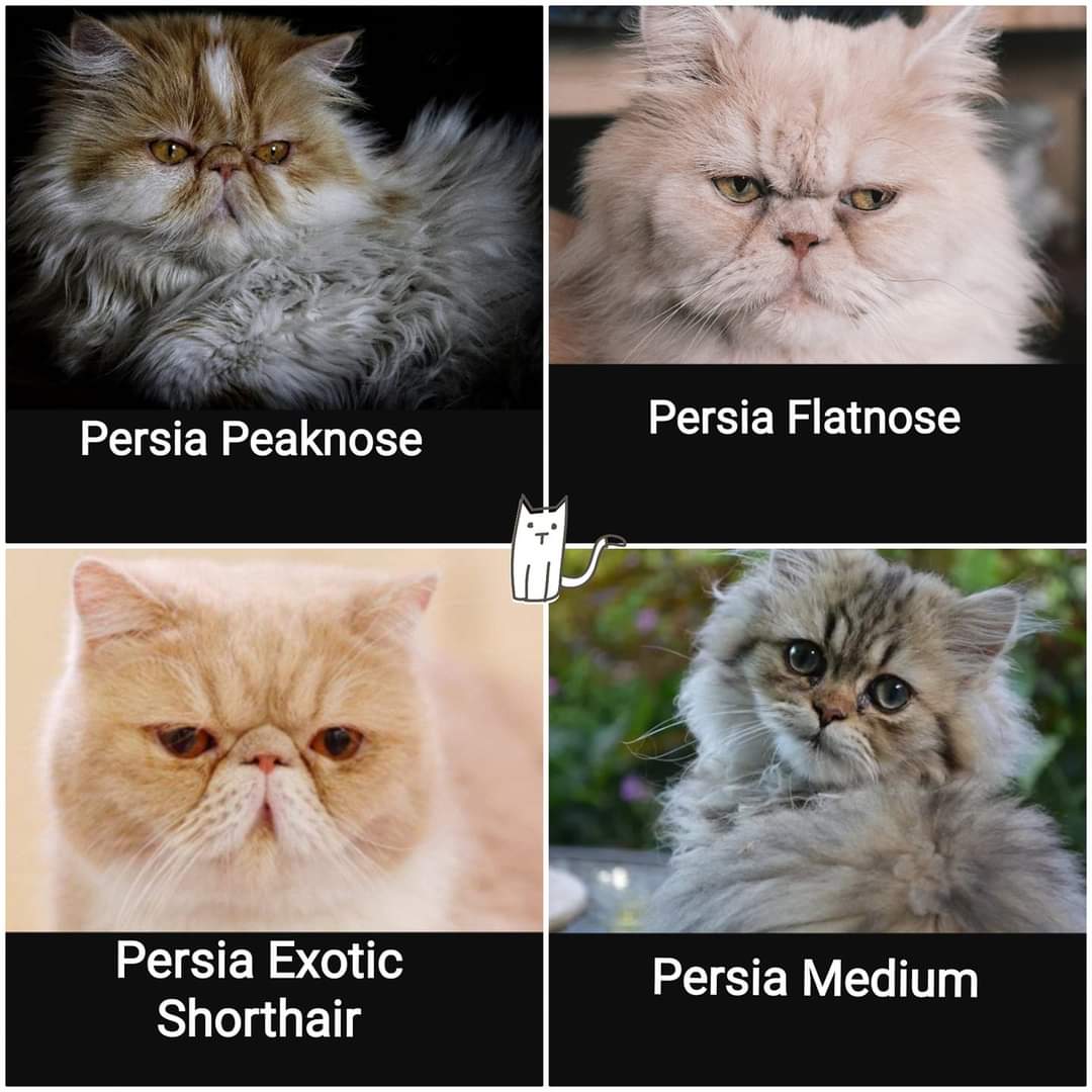 Pets 🐈🐕🦺🐇🐦 Fess tweet media