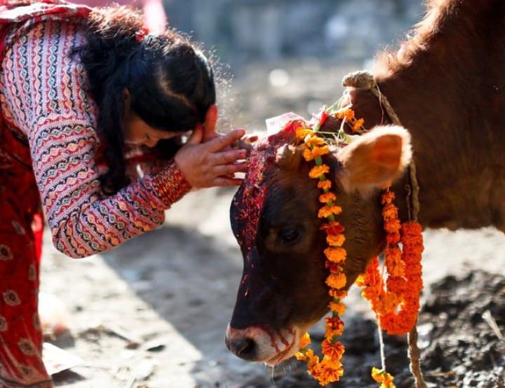 READGlobal's tweet photo. Today is the start of #LaxmiPuja &amp; Cow Puja, the day in which #Nepalis worship Laxmi, the #goddessofwealth, &amp; the cow, which is believed to be her embodiment. 

Wishing everyone who celebrates a day full of love and fortune!

#READGlobal #Nepal #Celebrate #Community #Tihar https://t.co/I1hgqZlC0l