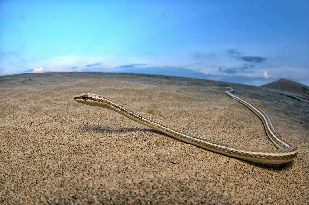 Thar Desert Snakes