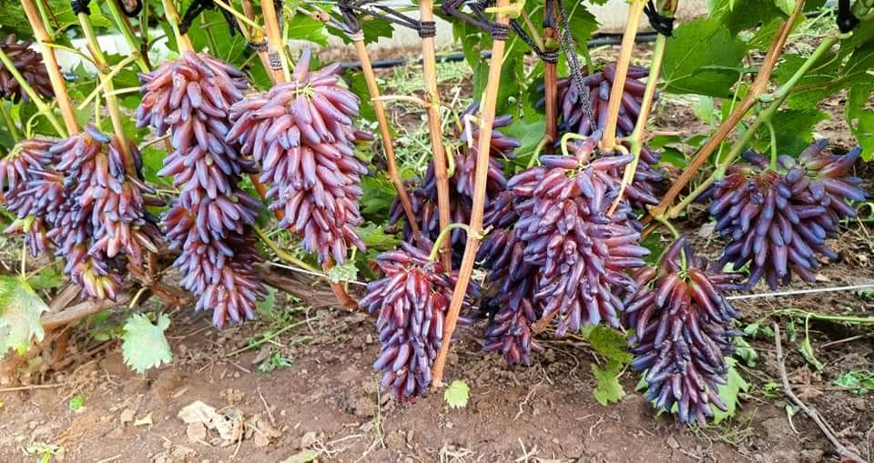BangBib4's tweet photo. Untuk koleksi sementara
Untuk produksi belum tahu hasil dan market nya https://t.co/dsvbZEeREG